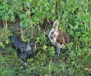Młode koguty ozdobne. Krzyżówka Ayam Cemani z Silką.