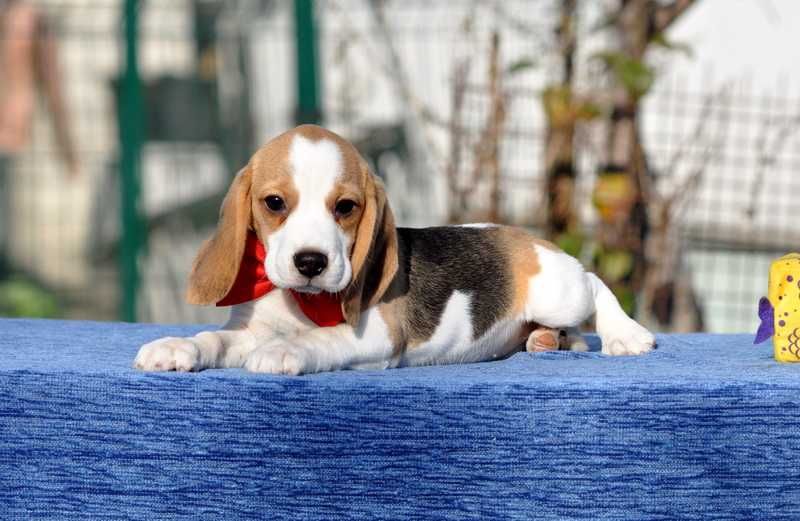 Цукерочка, солоденька крихітка / цуценята бiгля / щенки бигля