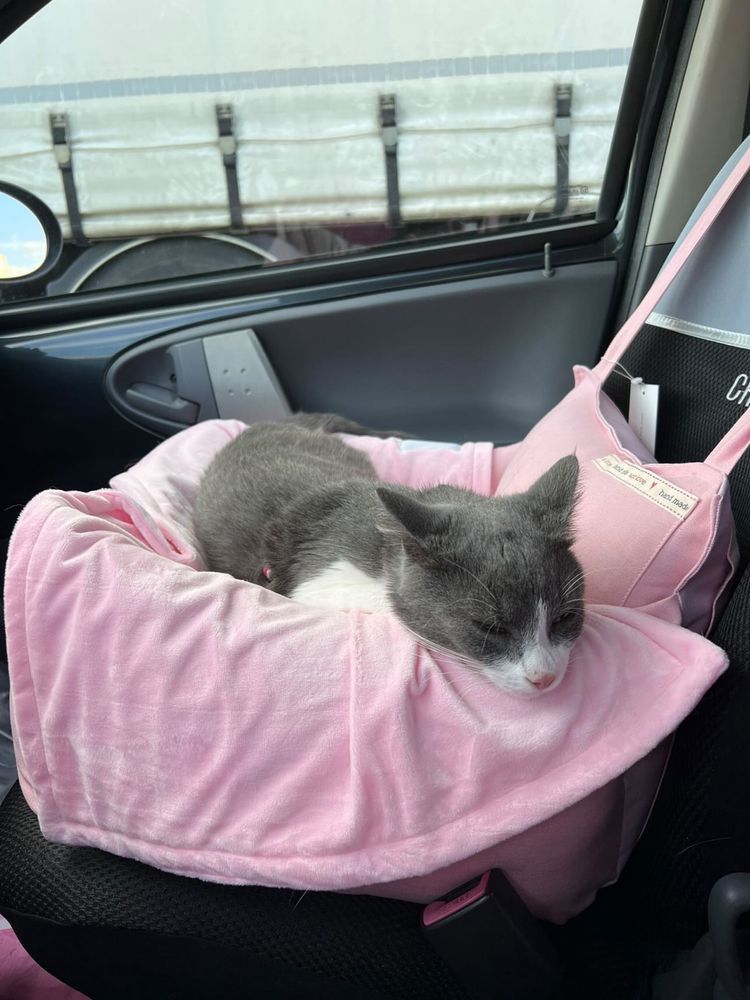 Fotelik dla psa kota różowy cutedog transporter