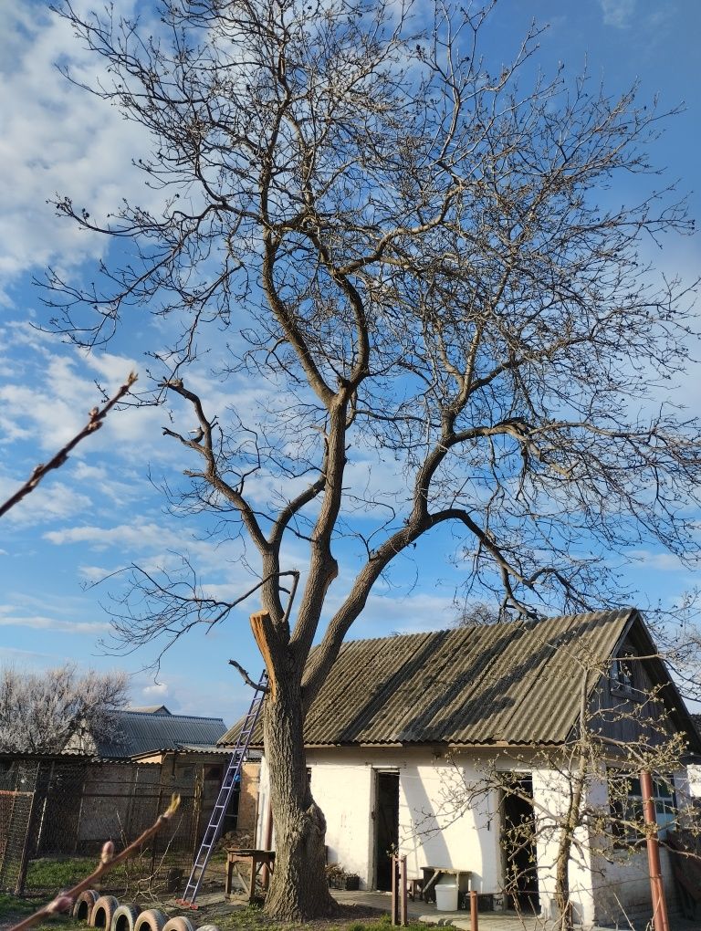 Горіх на дрова безкоштовно