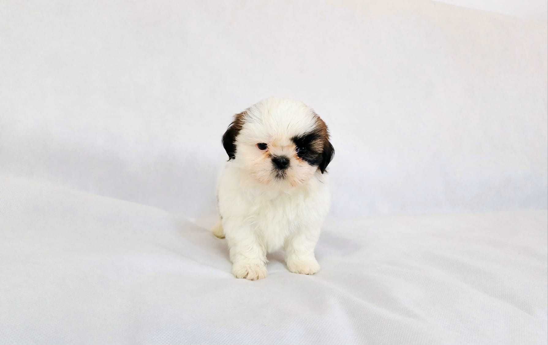 Szczeniaczek Shih tzu tricolor rodowód czip