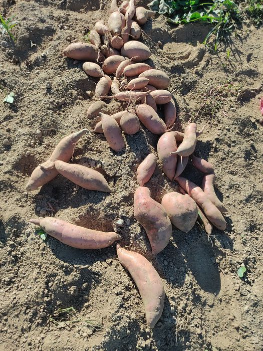 Batata doce biológica