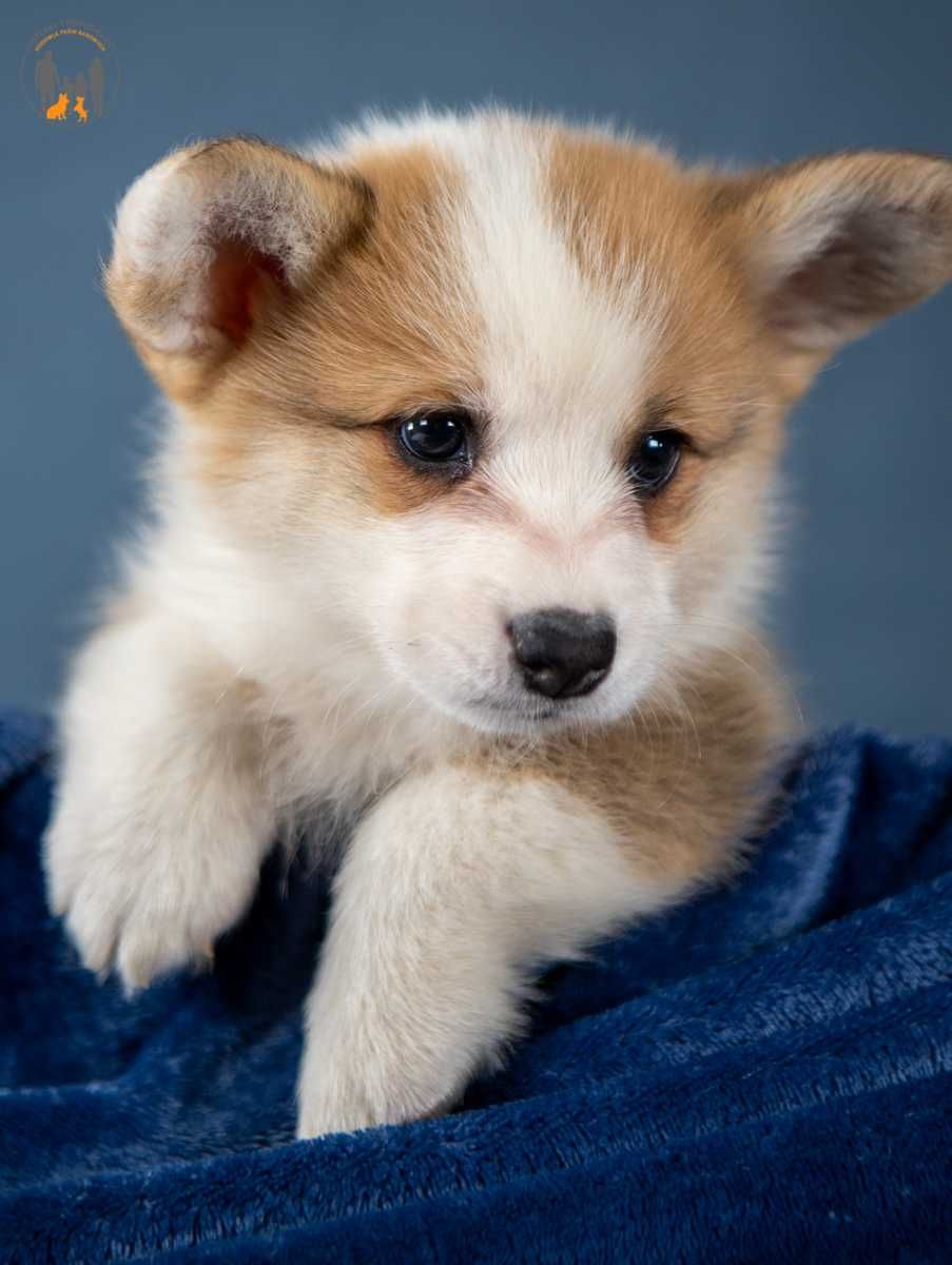 Welsh Corgi Pembroke ZKwP FCI piesek rezerwacja