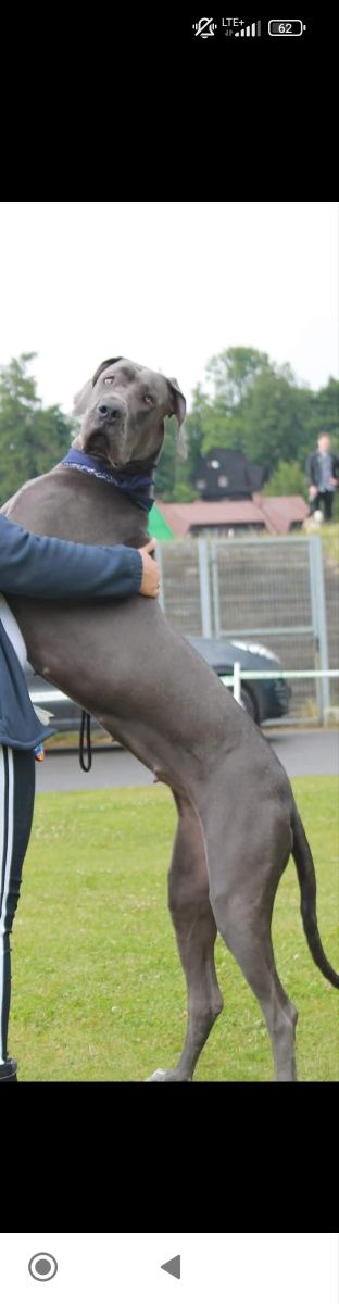 dog niemiecki FCi