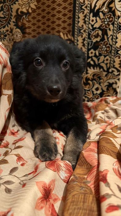 Шукає родину цуценя