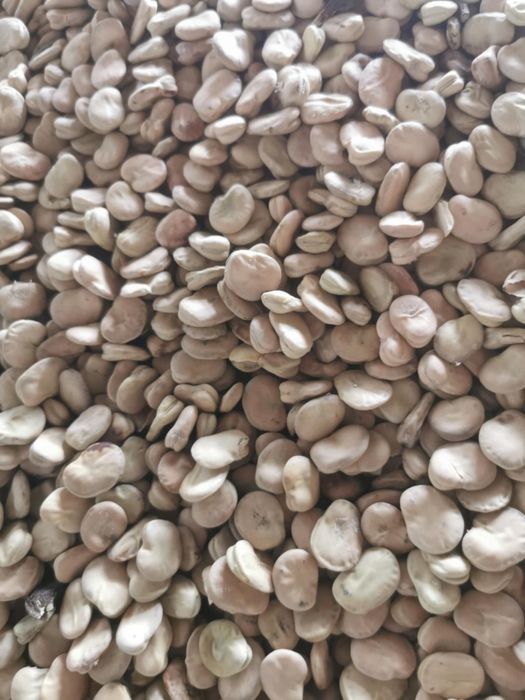 Nasiona bobu rambos bachus