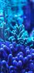 Montipora digitata green