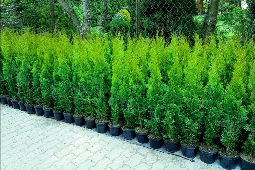 Tuja SZMARAGD Smaragd 80cm  Donica Ukorzenione