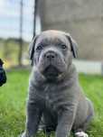 Cane Corso szara suczka ZKwP/FCI