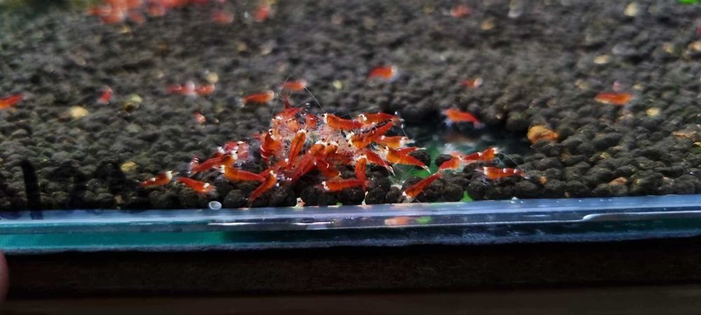 Krewetka Caridina Super Crystal Red One Stripe