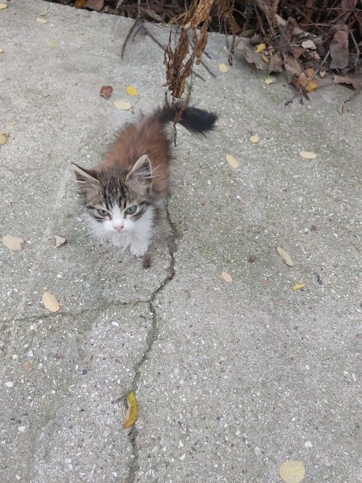 Котик и кошечки в хорошие руки