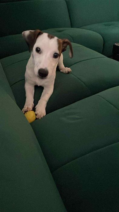 Jack Russel Terrier