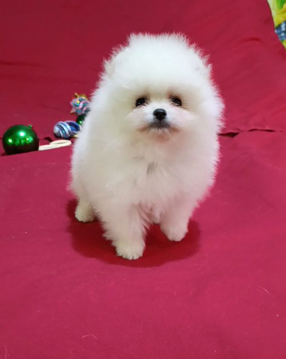 Шпіцедіти в Новий рік