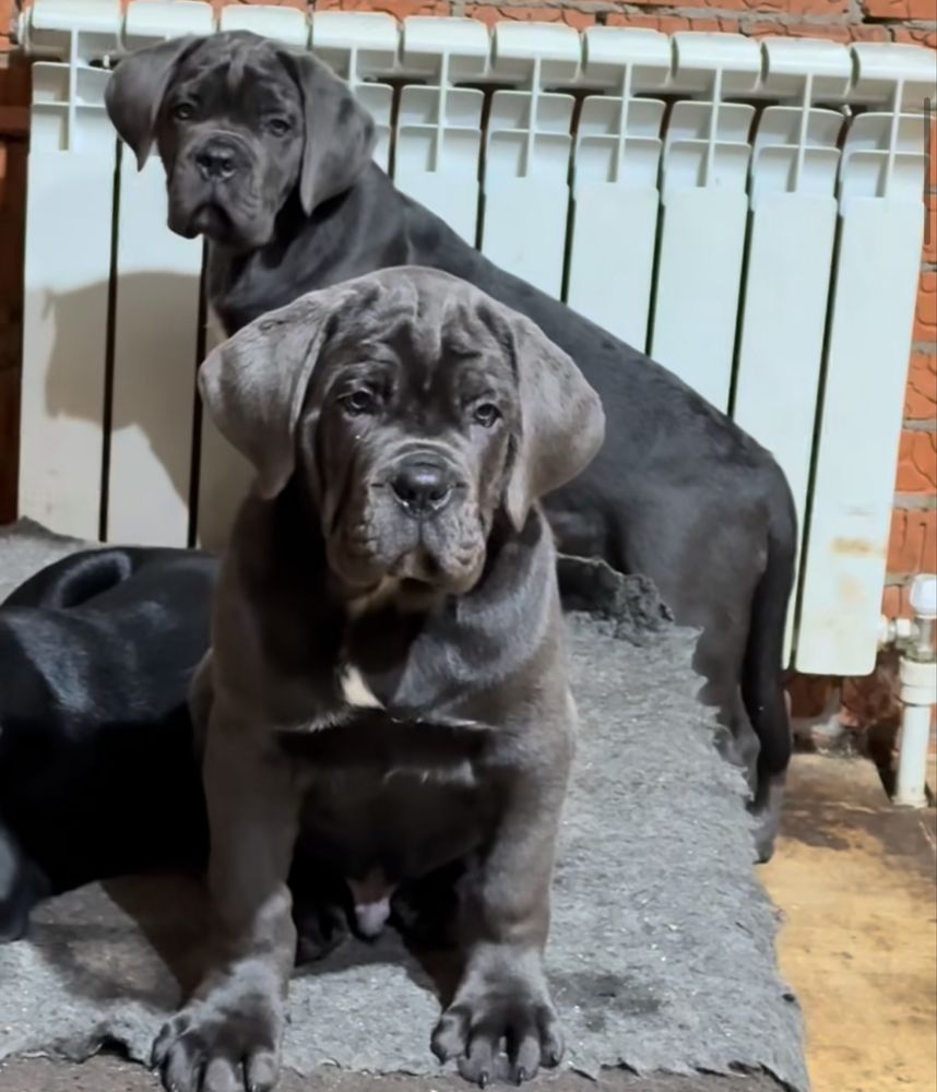 Елітні Cane corso сірого чорного забарвлення-від розплідника)