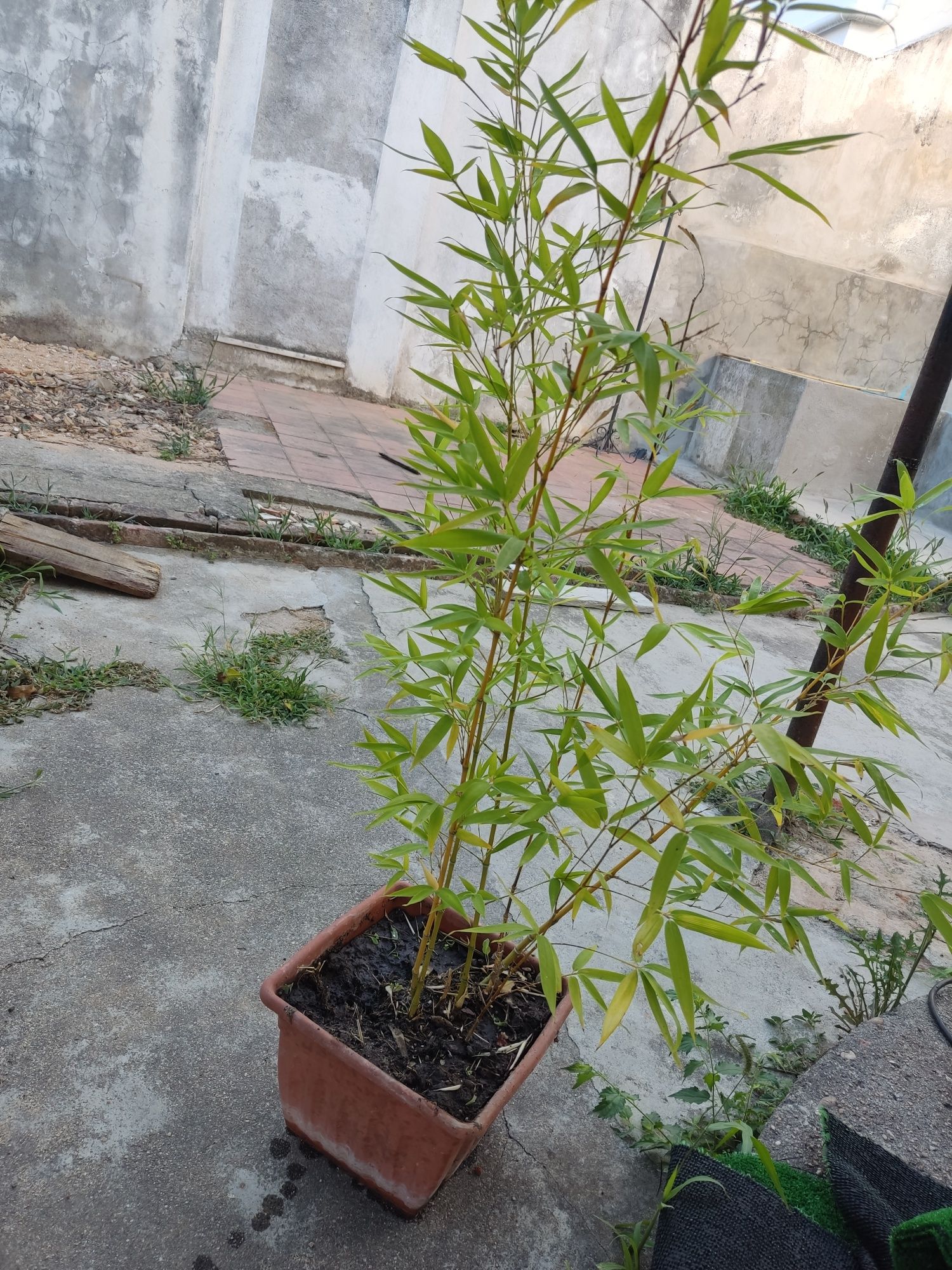 Vaso com canas de bambu