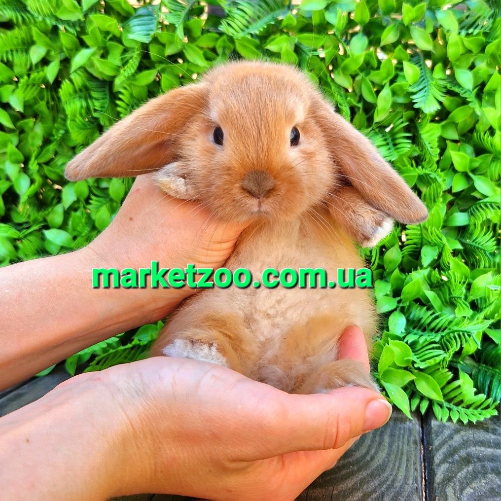 Карликовые мини кролики вислоухие баранчики mini lop,мiнi висловухi