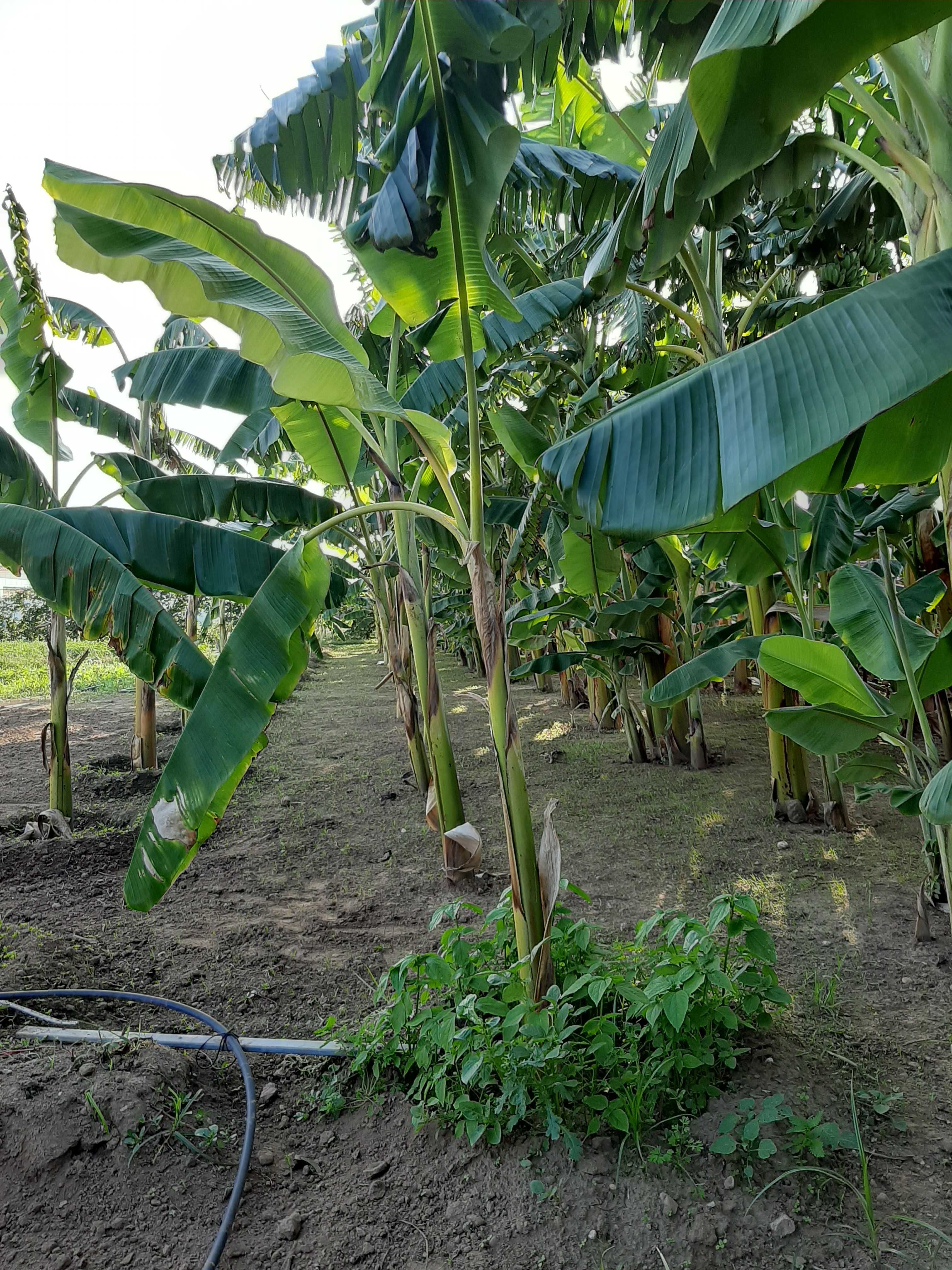 Venda de bananeiras e de bananas