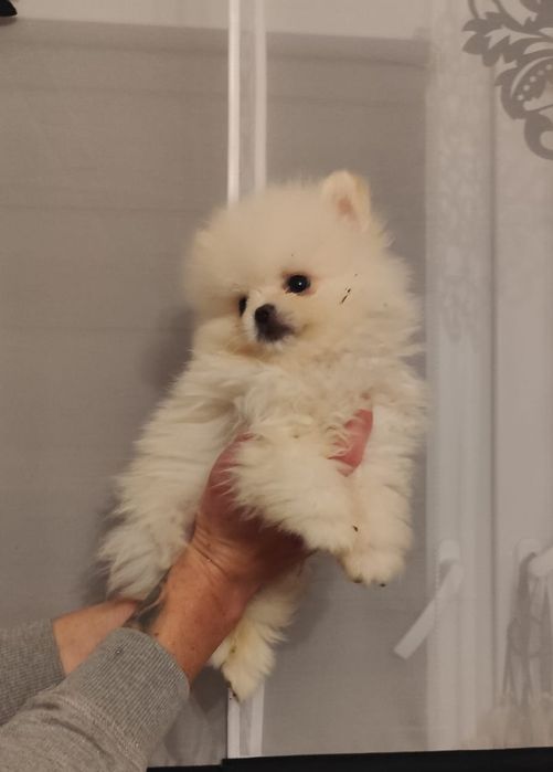 Szpic miniaturowy piesek