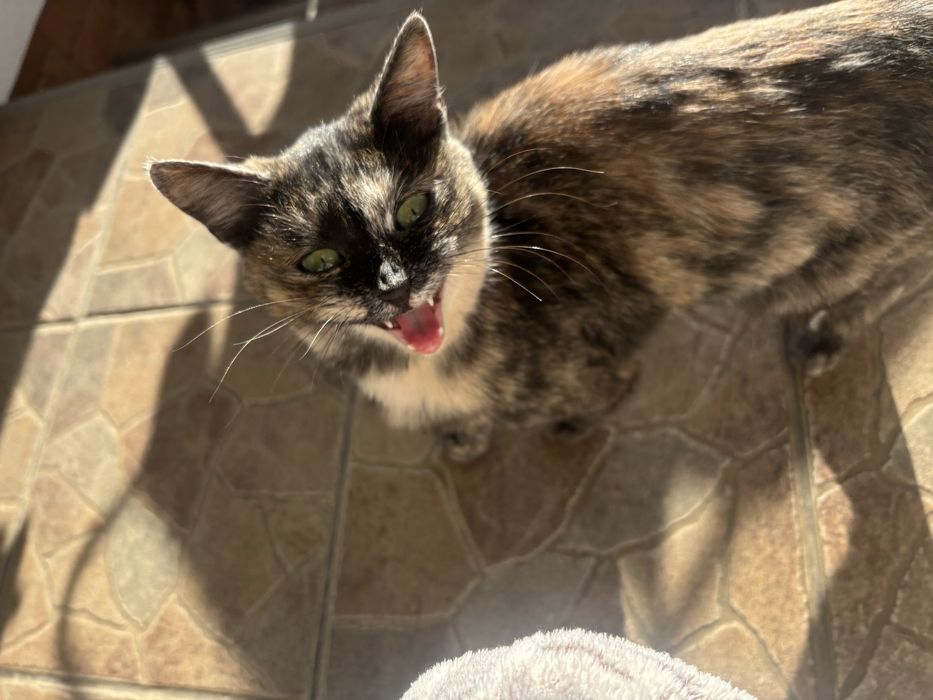 В добрі руки Котика дівчинка