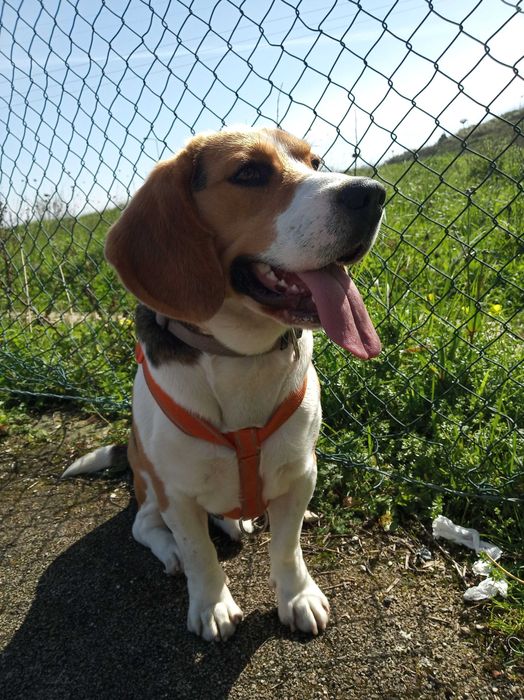 adoção beagle 5 anos macho saudável