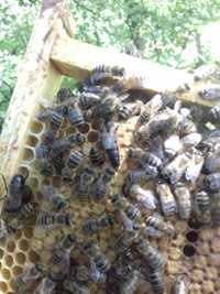 Бджоломатки карпатки