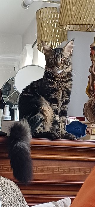 Gatinho Maine coon