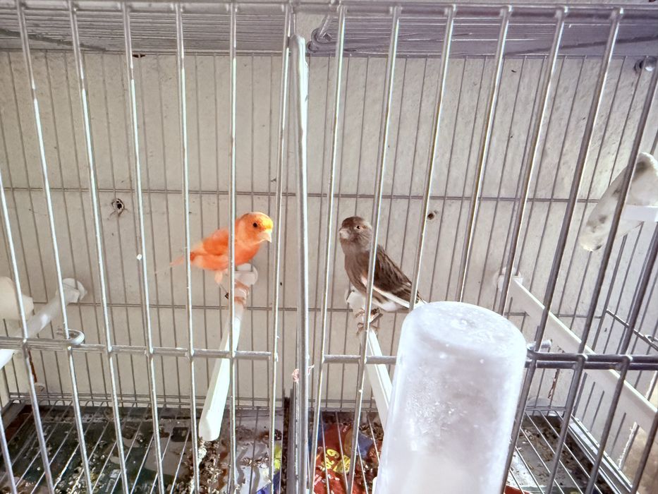 Vendo casal de canarios 2025