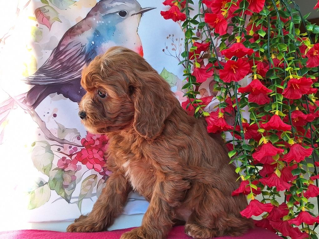 Cavalier & pudel to piękny cavapoo z certyfikatem