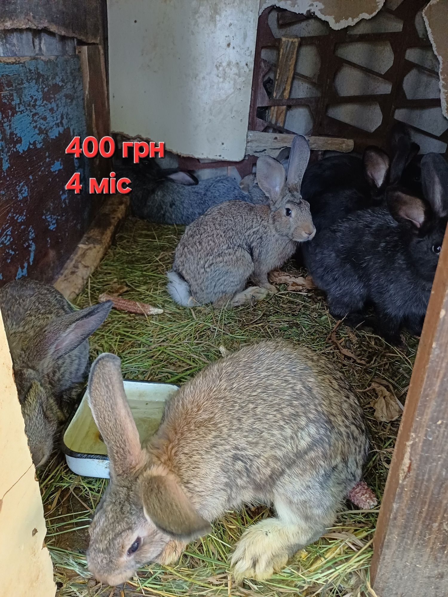 Кролі, кролиці продаємо