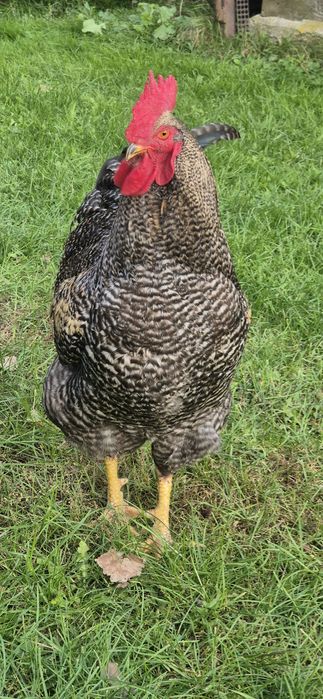 Kogut młody, Plymouth Rock