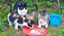 Kotki do adopcji Plock