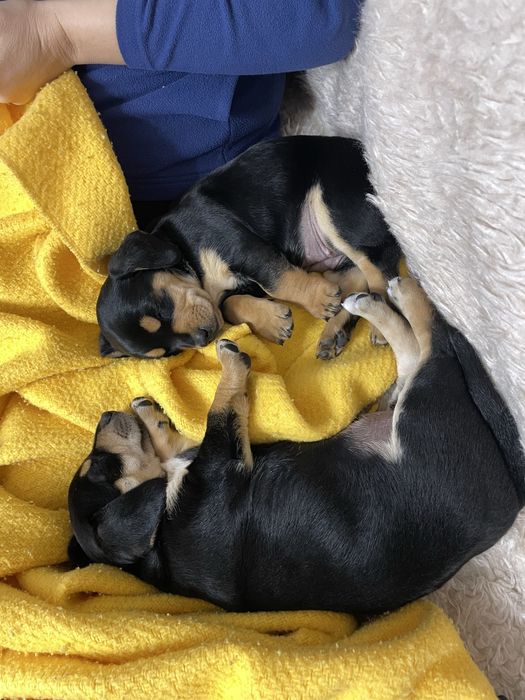 Песик такси лиш нечистоковний