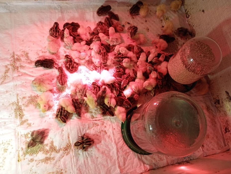 Інкубаційні яйця перепелів породи Техаський,Фенікс та Селадон