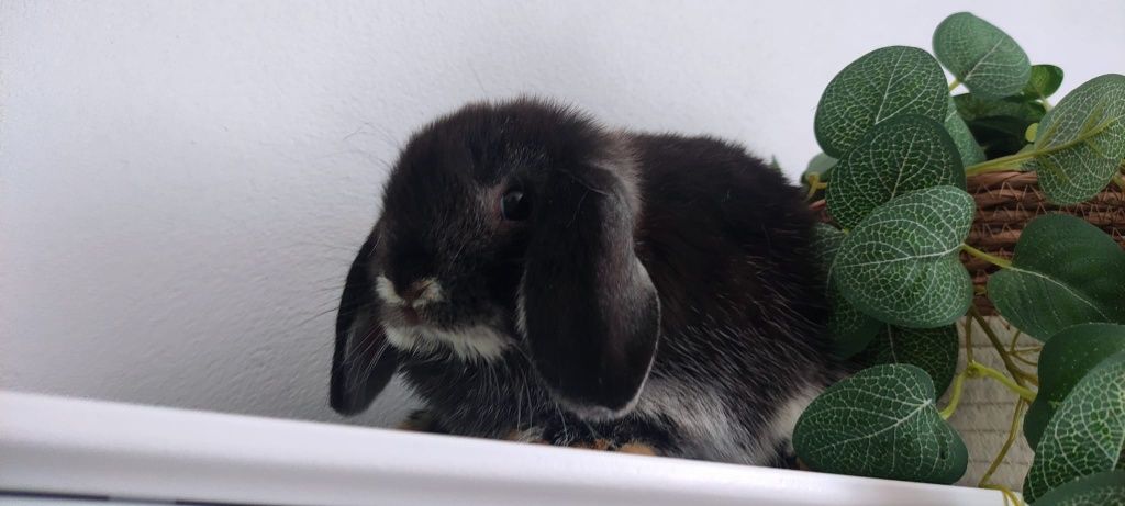 Mini Lop królik gotowe do odbioru