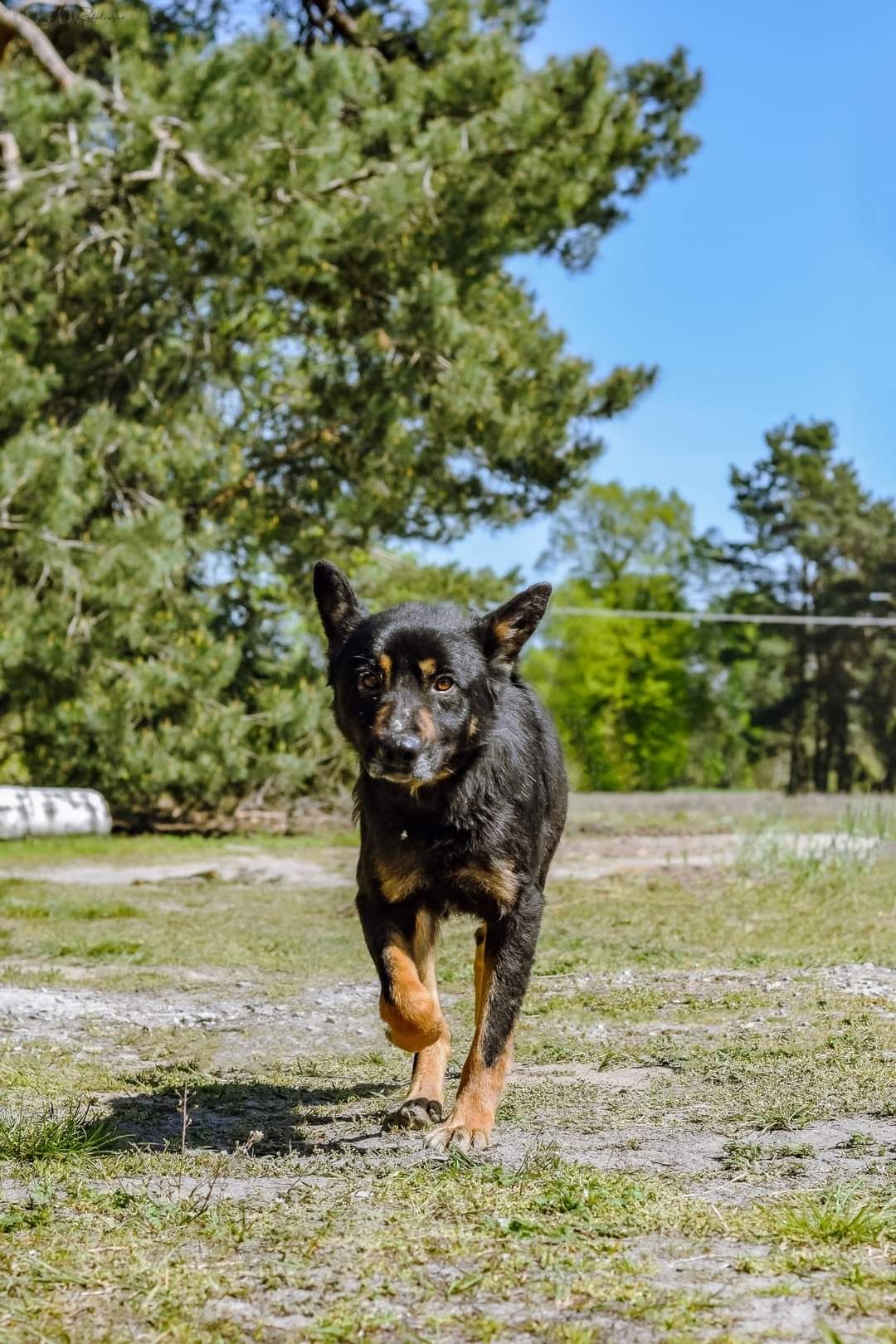 Cudowny Harm poleca się do adopcji!