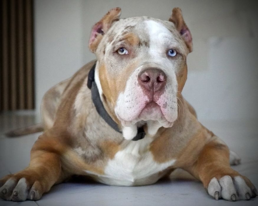 American Bully XL ABKC tri merle