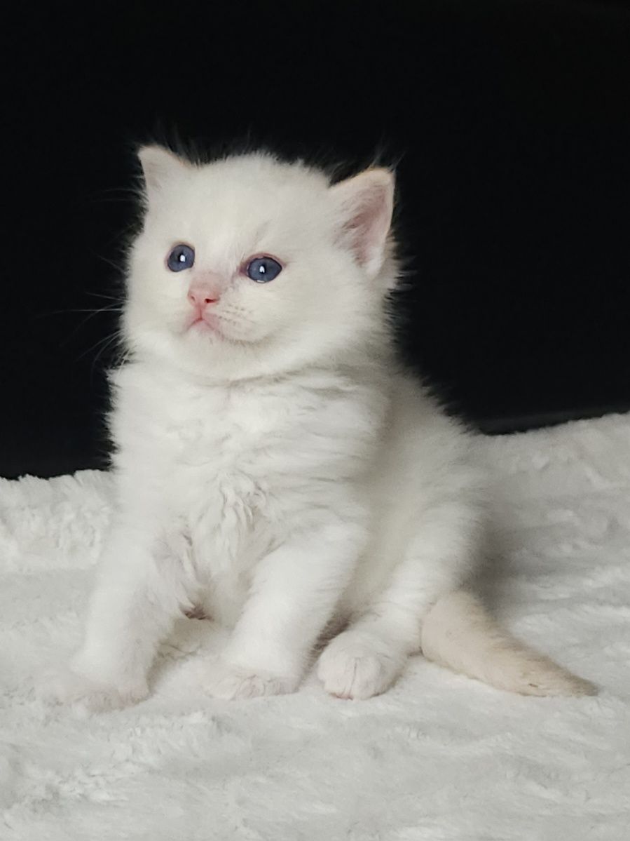 Śliczny kocurek rasy Ragdoll