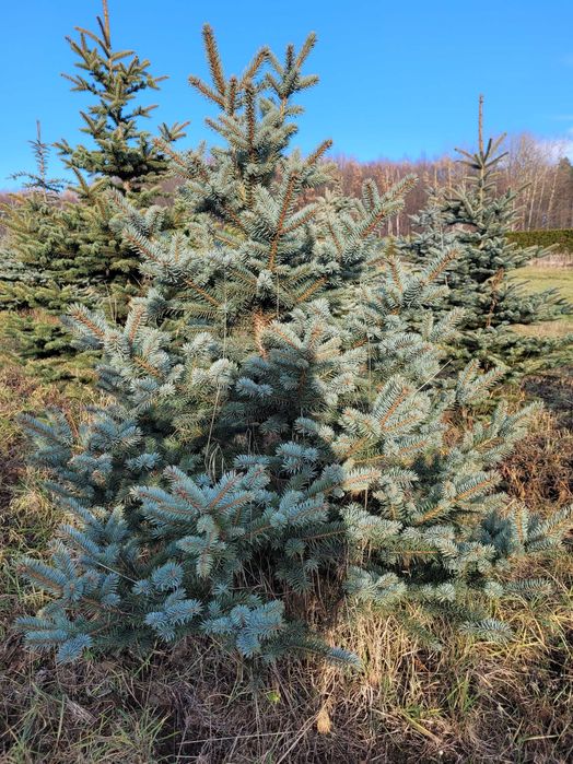 Choinki bożonarodzeniowe