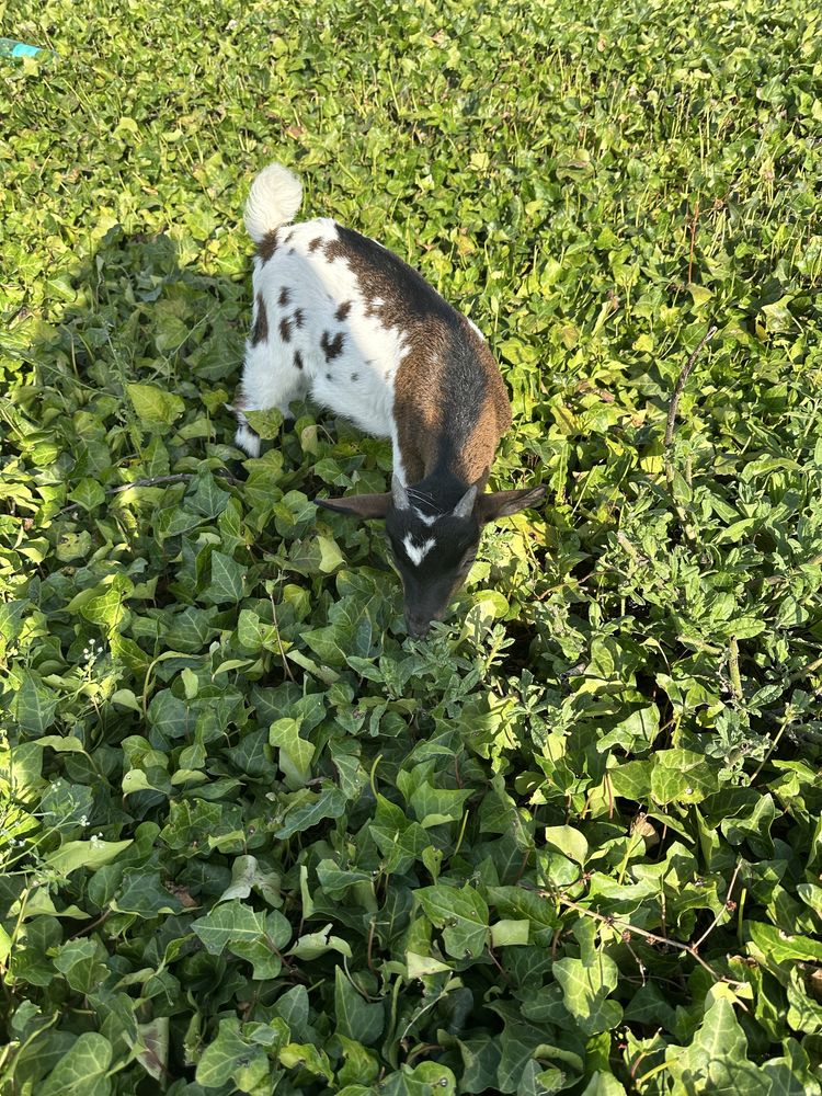 Cabrito Anão Tricolor com 2 meses