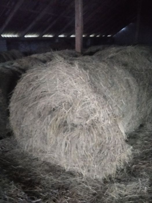 Sprzedam bele sianokiszonki i suche siano bardzo dobrej jakości