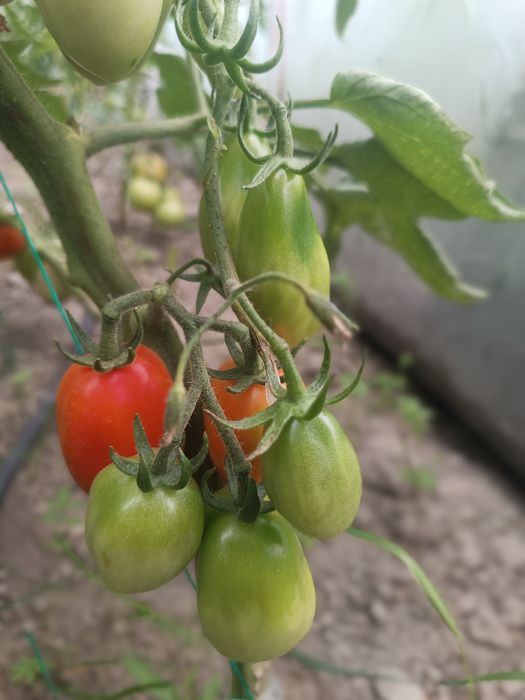 Pomidory bezpośrednio od rolnika uprawiane na oborniku dostawy RWS