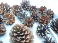 SZYSZKI sosnowe , sosna, 3,5-4,5 cm-80 szt, 4,5-6 cm-50 szt, diy