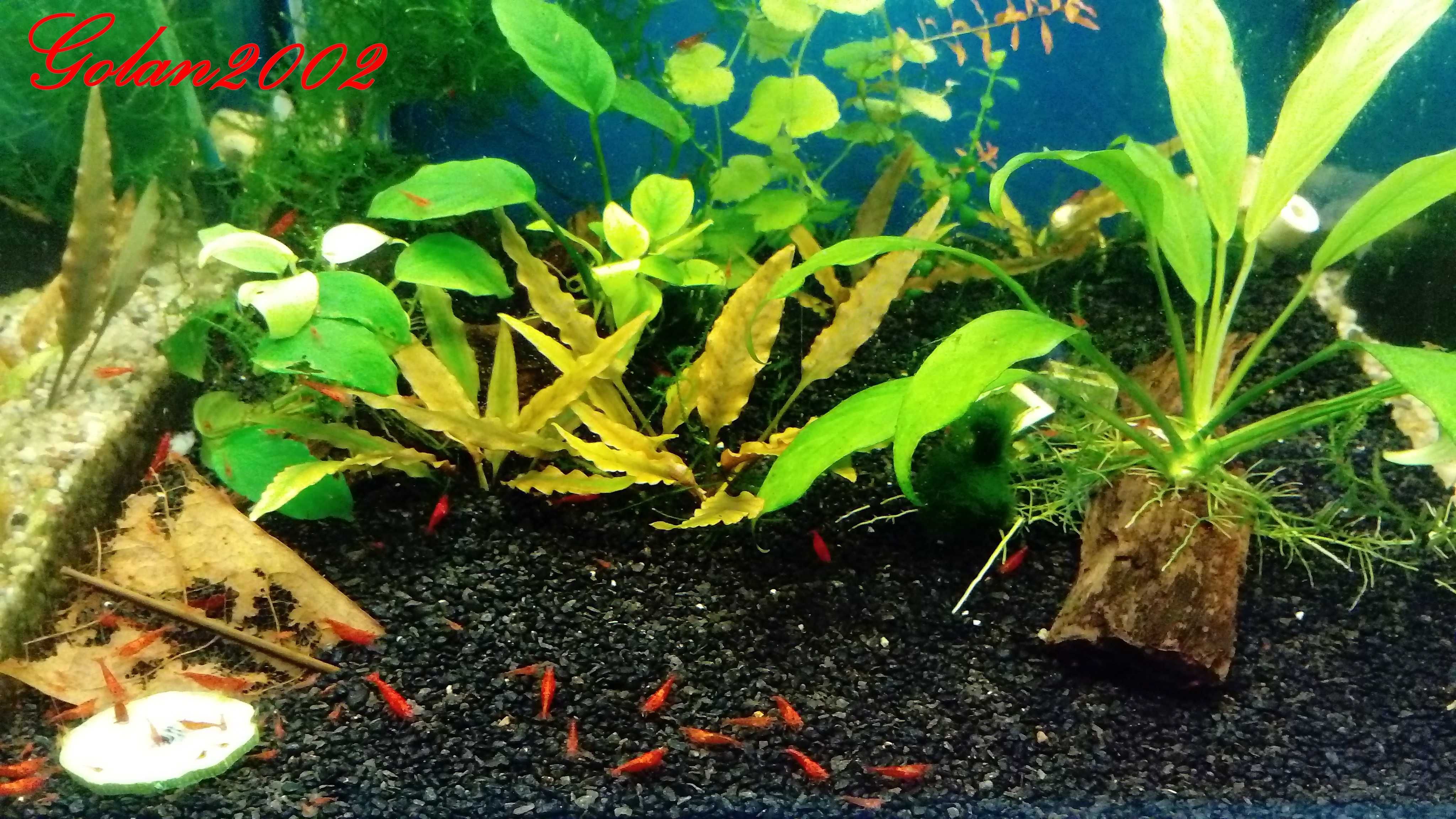 Krewetki Sakura Red 10+1 Selekcjonowane Ładne