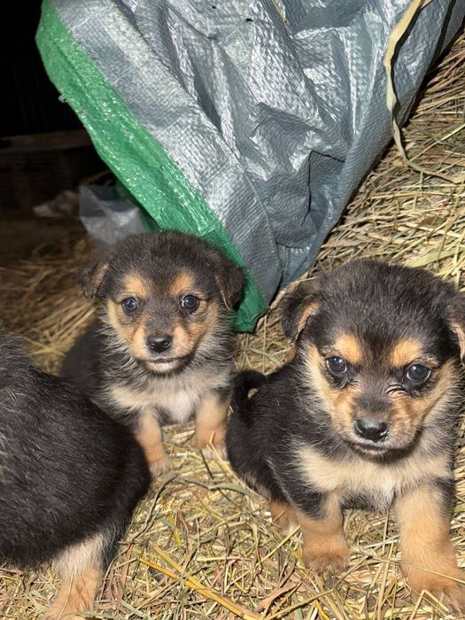Віддам маленьких цуценят у добрі руки!
Милі, грайливі й дуже добрі пес