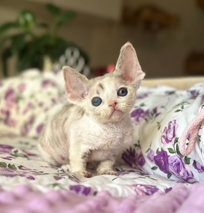 Tricolorka Devon Rex niebieskooka