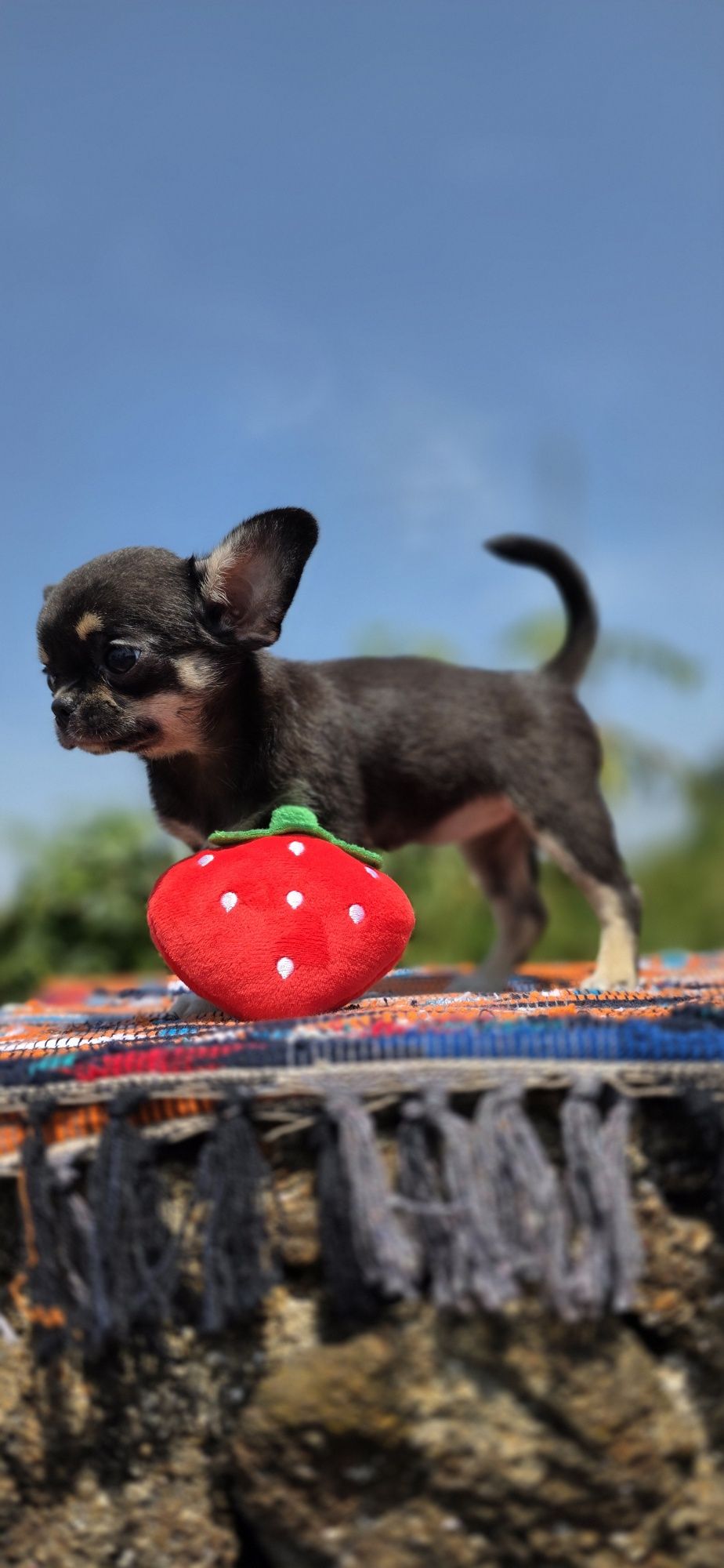 Última Fêmea Chihuahua  Pêlo Curto