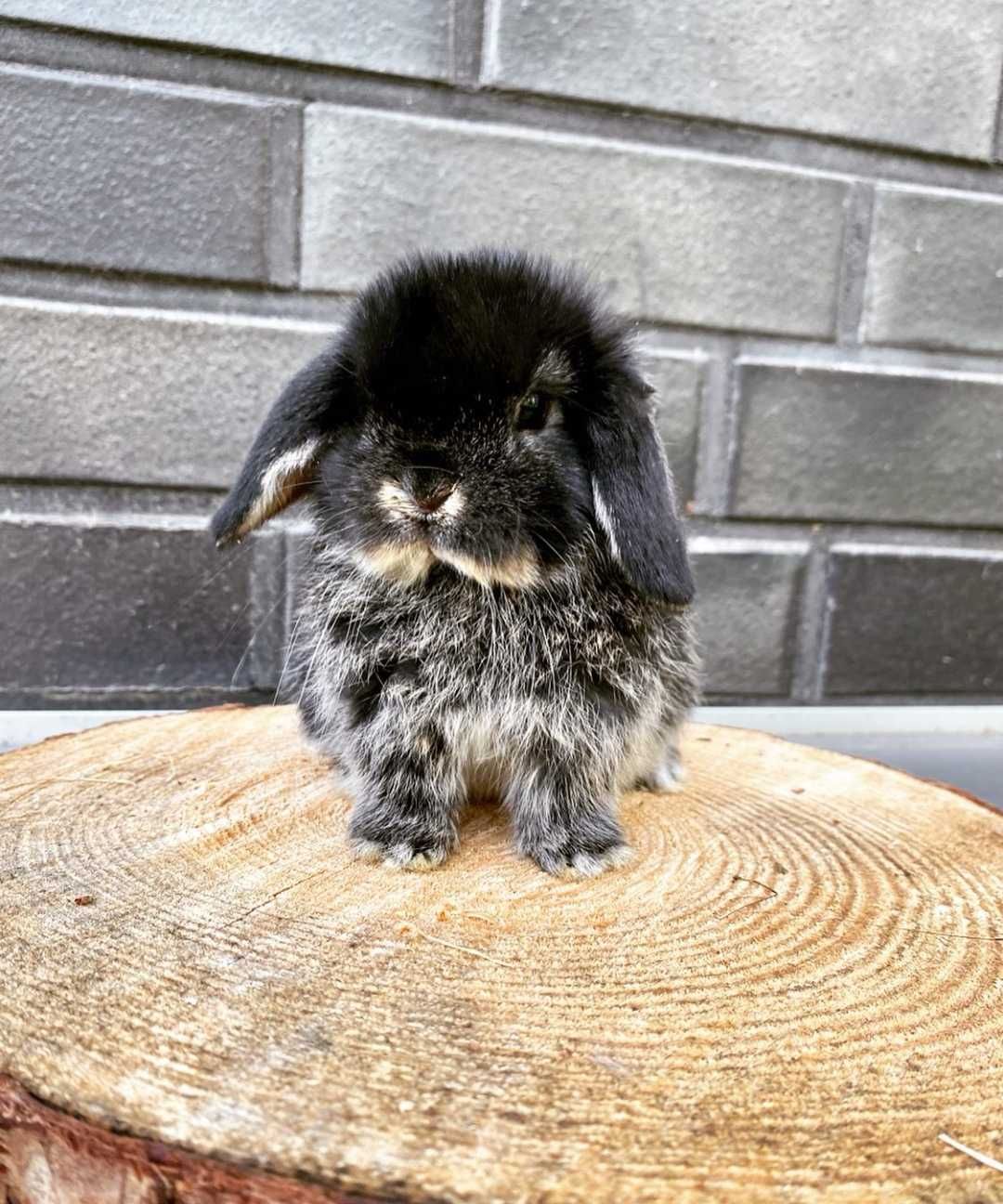 KIT Coelhos anões orelhudos, mini lop super inteligentes e dóceis