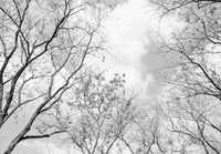 Fototapeta Las Szarości Biel Drzewa 3D Na Twój Własny Rozmiar + KLEJ