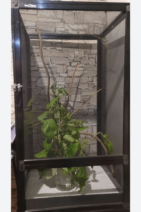 Ramulus nematodes 'Blue’ patyczak niebieski