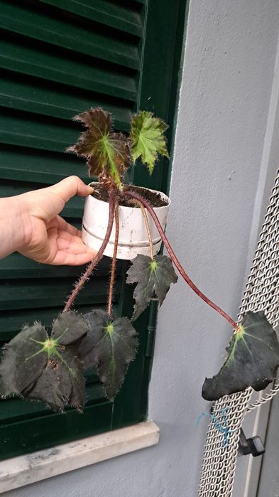 Planta Begônia rex
